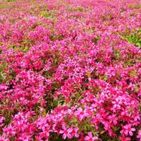 丛生福禄考报价、宿根福禄考种植基地