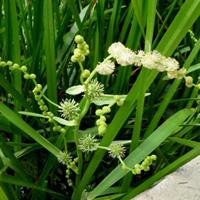 供应黑三棱、红菠、红花酢浆草