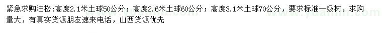 求购高2.1、2.6、3.1米油松