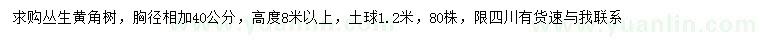 求购高8米以上黄角树