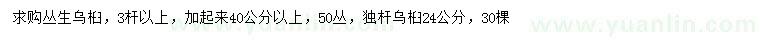 求购3杆以上丛生乌桕、24公分乌桕