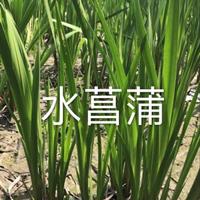 萧山睡莲，芦苇，芦竹，马蔺，石菖蒲、黄菖蒲，花菖蒲，水菖蒲，