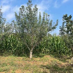 供应大规格占地苹果树10公分12公分15公分大苹果树