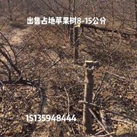 占地苹果树·10公分15公分苹果树产地价格行情