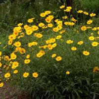 供应浙江萧山金鸡菊