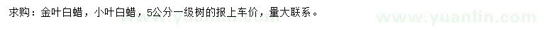 求购5公分金叶白蜡、小叶白蜡