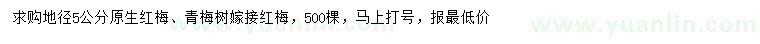 求购地径5公分原生红梅、嫁接红梅