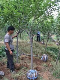 山东青岛樱花批发/供应 樱花小苗