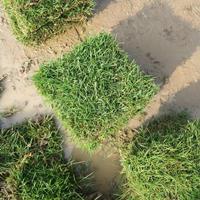 馬尼拉草坪价格之庭院草坪的建植与养护要点