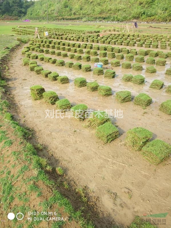 冷季型馬尼拉草坪每天需要澆多少水
