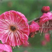 梅花苗梅花树梅花基地_千瓣朱砂梅品种介绍