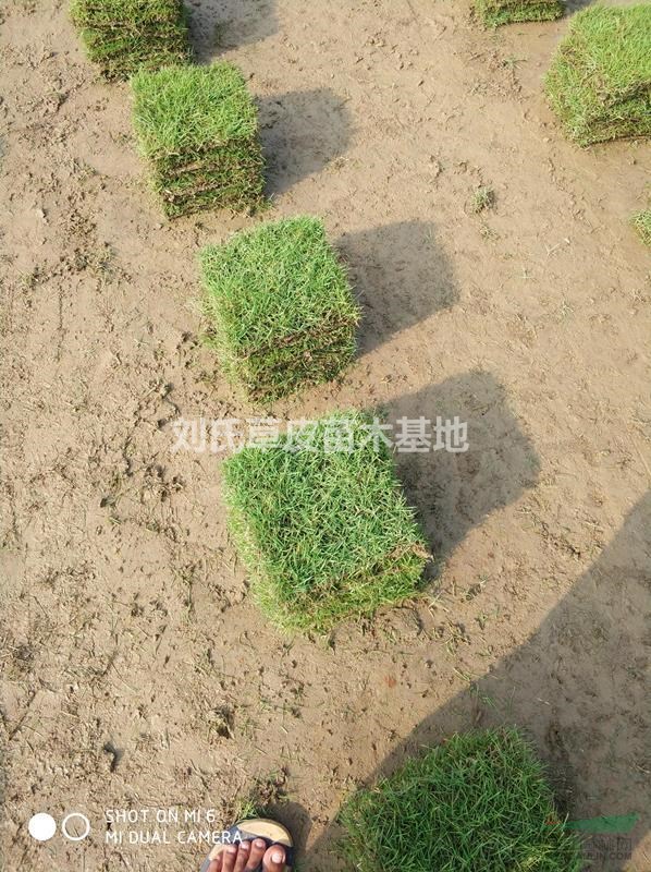 馬尼拉草坪淡談春季種好草皮的四個關鍵