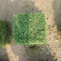 马尼拉草坪基地防治杂草的重要性？