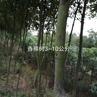 供应8-15公分香樟价格40 重庆货源