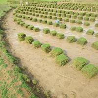 馬尼拉草坪价格铺植不平整是施工不讲究
