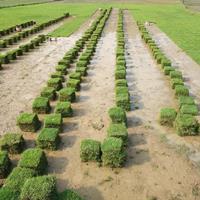 馬尼拉草坪价格淡谈建植草坪时应注意
