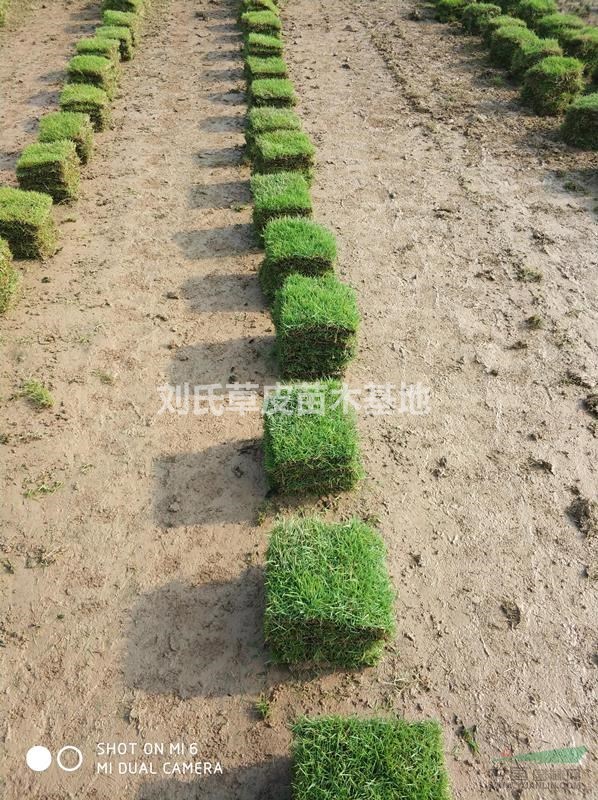 馬尼拉草坪春季草坪養護注意什麽