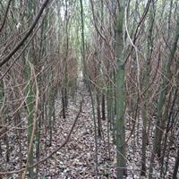 荆州1-5公分香樟