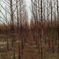 水杉报价 水杉苗木基地 水杉图片 水杉苗圃直销 水杉哪里便宜