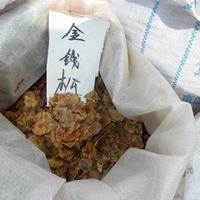 金钱松草籽