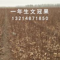 出售一年生文冠果苗