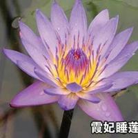 *发货，荷花、睡莲、芦苇等水生植物