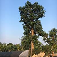 福建漳州秋枫重阳木基地各种规格大量批发供应 自家货源，无中介