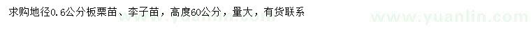 求购地径0.6公分板栗苗、李子苗