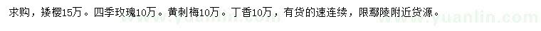 求购矮樱、四季玫瑰、黄刺梅等