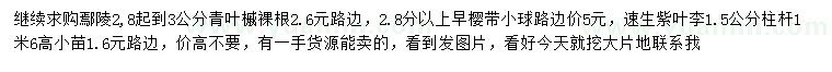 求购青叶槭、早樱、速生紫叶李