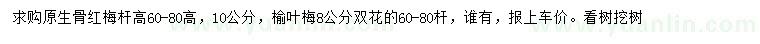 求购10公分骨红梅、8公分榆叶梅