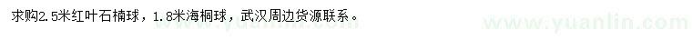 求购2.5米红叶石楠球、1.8米海桐球