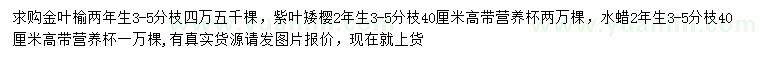 求购金叶榆、紫叶矮樱、水蜡