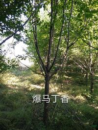 河北暴马丁香批发/供应