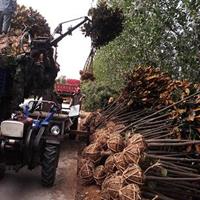 南京广玉兰基地低价抛售、广玉兰直销供应商价格