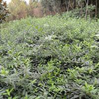 水葫芦价格，莲花价格，河南水生花卉价格，睡莲花芡实价格