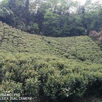 长沙地区供应茶花冠幅50~350cm