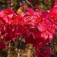 供应中国红樱花（台湾钟樱）江西樱花基地