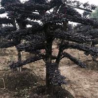 湖南供应大量造型红花继木