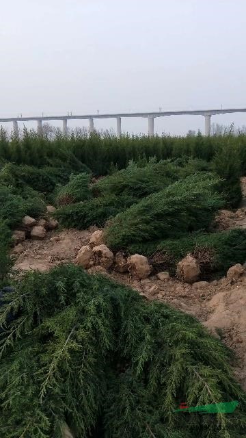 蜀桧，2米蜀桧3米蜀桧價格，蜀桧圖片，蜀桧行情，蜀桧種植方法