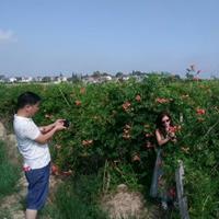 凌霄价格 凌霄种植方法及简介 苗圃直销凌霄苗