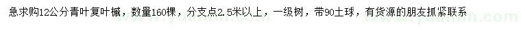 求购12公分青叶复叶槭