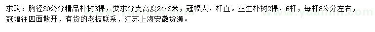 求购胸径30公分精品朴树、丛生朴树