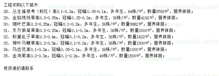 求购丛生福禄考、金焰绣线菊、细叶芒等