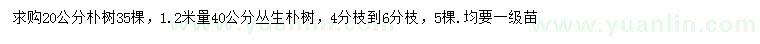 求购20公分朴树、1.2米量40公分丛生朴树