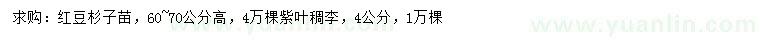求购高60-70公分红豆杉子苗、4公分紫叶稠李