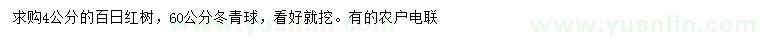 求购4公分百日红、60公分冬青球