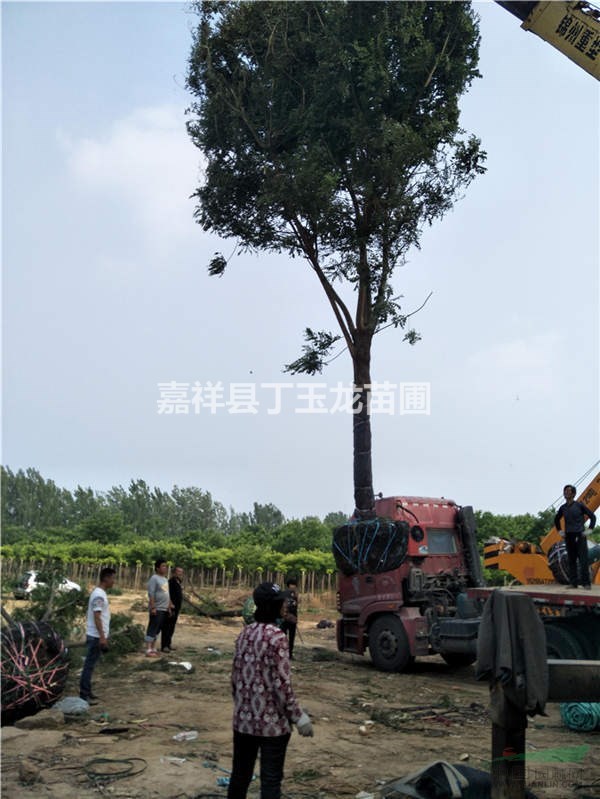 胸径30--40-50公分大规格國槐树-公园造景-苗木報價