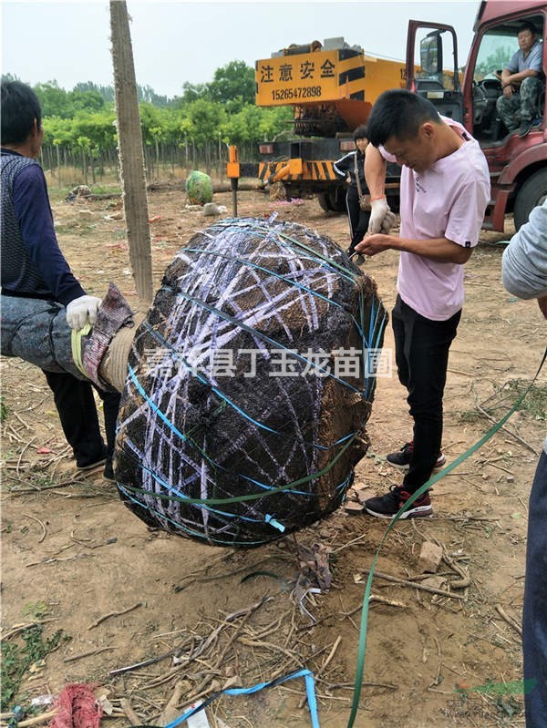 胸径30--40-50公分大规格國槐树-公园造景-苗木報價
