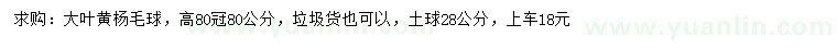 求购高80公分大叶黄杨毛球